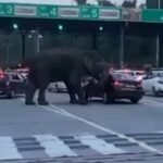 Watch – टोल पर हाथी ने कार को मारी सूंड़,चीख पुकार मच गई..Video